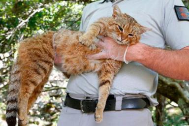 «Кошачья лиса»: новый вид кошек нашли на острове Корсика