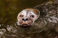 Агрессивный морской лев покусал танцующую на мелководье девушку