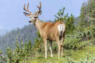 Лосенок нашел приют в квартире женщины и умер