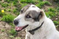  Вакцину от рака начали испытывать на собаках