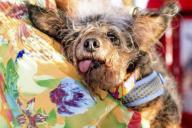 Похожего на Трампа пса назвали «самой уродливой собакой»