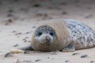 Ученым удалось научить тюленей напевать тему из Звездных войн