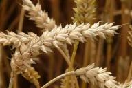 Топ-4 факта о здоровом питании, которые могут нанести вред организму