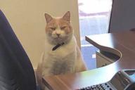 Обидевшийся кот сбежал из дома и стал звездой в деревне