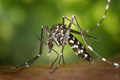 Выяснилось, какая группа крови самая «вкусная» для комаров
