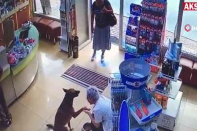 Не растерялся: раненый пёс сам пришёл в аптеку и попросил помощи