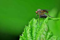 Эксперты объяснили, почему одних кусают комары, а других – нет