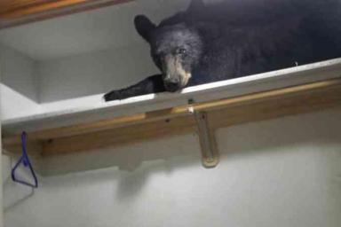 Медведь забрался в жилой дом, устроил погром и уснул в шкафу