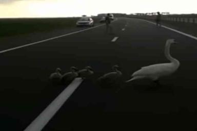 Под Гомелем водители помогли семье лебедей перейти дорогу