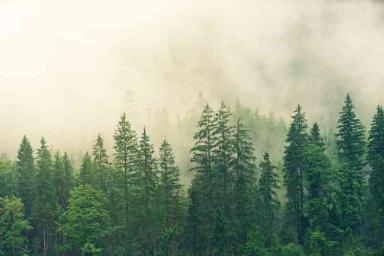 Ученые рассказали, почему деревьям не страшна радиация