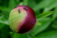 Как избавиться от садовых муравьев: 5 лучших способов