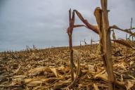 В Гомельской области уничтожены тысячи гектаров посевов