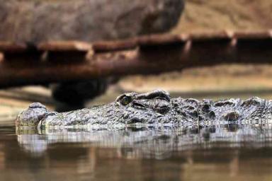 Археологи обнаружили останки крокодила, который охотился на динозавров