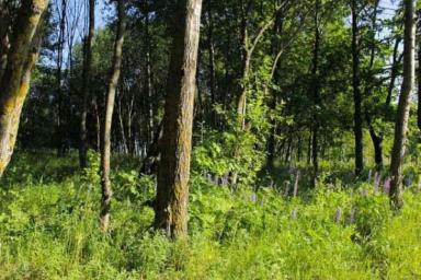 За посещение леса в данном районе Могилевской области грозит штраф