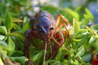 Под Полоцком рак-оракул ответит, какое место займут белорусы по итогам Евроигр