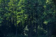 В каких районах за посещение лесов можно получить штраф