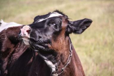 В хозяйстве Светлогорского района погибли более 1 200 коров. Госконтроль ищет виновных