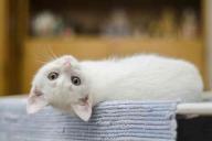 Ученые: кошки убивают более миллиарда млекопитающих в год