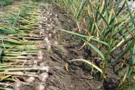 Советы огородникам: почему желтеет чеснок и что делать