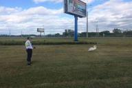 В Минске одинокий лебедь прогуливался по проезжей части. Его спасли сотрудники ГАИ