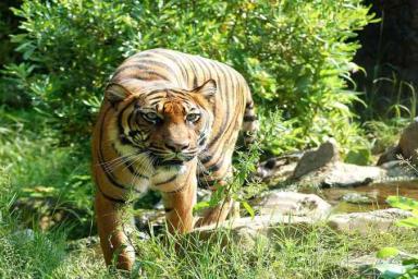 Ужасающие кадры: тигр устроил погоню за байкерами