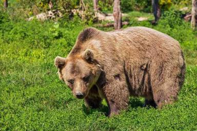 Сотрудница Московского зоопарка прогнала медведя веником 