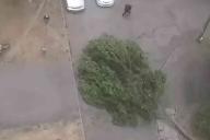 Летающая беседка, поваленные деревья, дома без света: стихия нанесла удар по Беларуси 