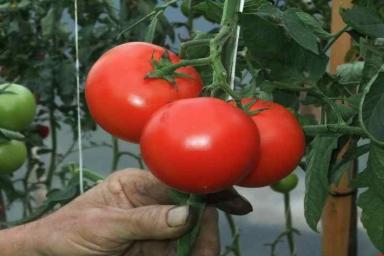 Желтеют листья помидоров: 5 причин и способы их решения