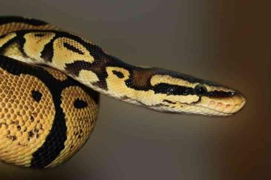 Петербуржец обнаружил в своей квартире экзотическую змею