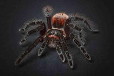 Одиночество приводит пауков к агрессии: результаты исследования