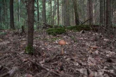 Запрет на посещение лесов продолжает действовать в 21 районе Беларуси