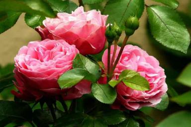 Спасаем розы от тли: 3 лучших способа