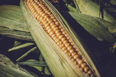 Цивилизация майя могла погибнуть от кукурузы: результаты исследования