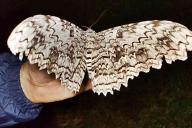 Самая большая бабочка в мире