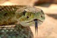 Прикосновение гигантского питона довело женщину до истерики