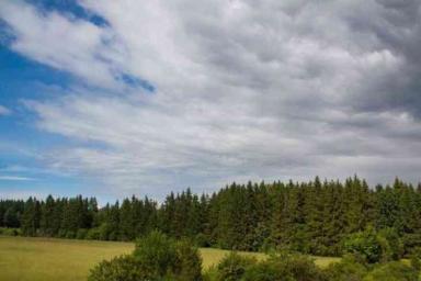 В Беларуси отменяют «лесные» запреты. Но не везде 