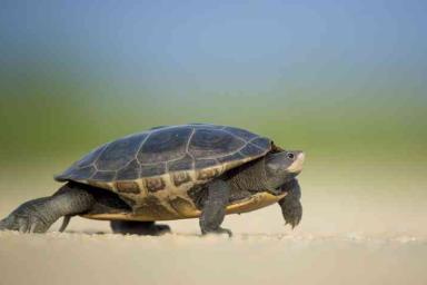 Сердце черепахи может жить без кислорода несколько месяцев: исследование
