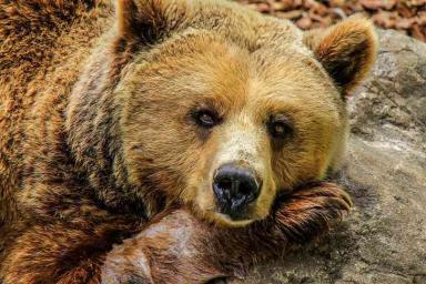 Медведь ограбил туристов: забрал шашлыки