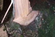 В лесу под Смолевичами обнаружили два трупа. Мужчин придавило деревом 