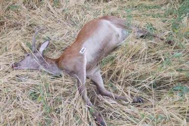 Под Березой браконьеры лишили жизни благородного оленя