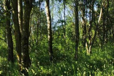 Житель Быховского района заблудился и провел ночь в лесу