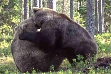 Зрелищные кадры: Медведи устроили эпическую драку в лесу
