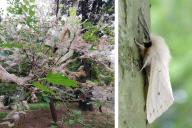 «Окутывает паутиной целые деревья»:  Беларусь атаковала опасная белая бабочка