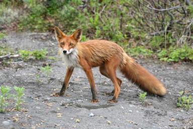 Дикие лисы держат в страхе жителей Гродненщины 