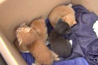 В Минске на три дня оставили коробку с котятами в камере хранения магазина. К счастью, они выжили