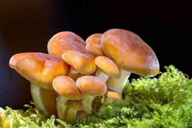 Специалисты рассказали о смертельно опасных грибах, о которых не все знают
