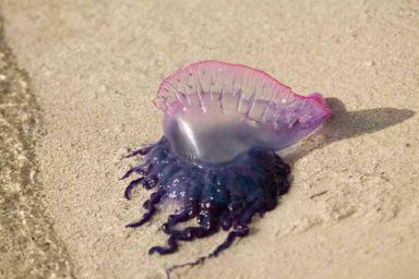 Пляжи Канарских островов атаковали ядовитые медузы