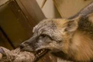 В Чечерском районе введен карантин