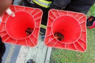 В Минске спасатели достали утят из ливневой канализации