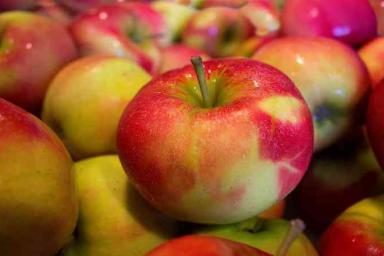 Россельхознадзор проведет инспекцию белорусских производителей яблок